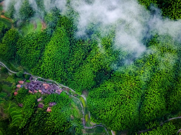 竹林深處..潘家偉.jpg