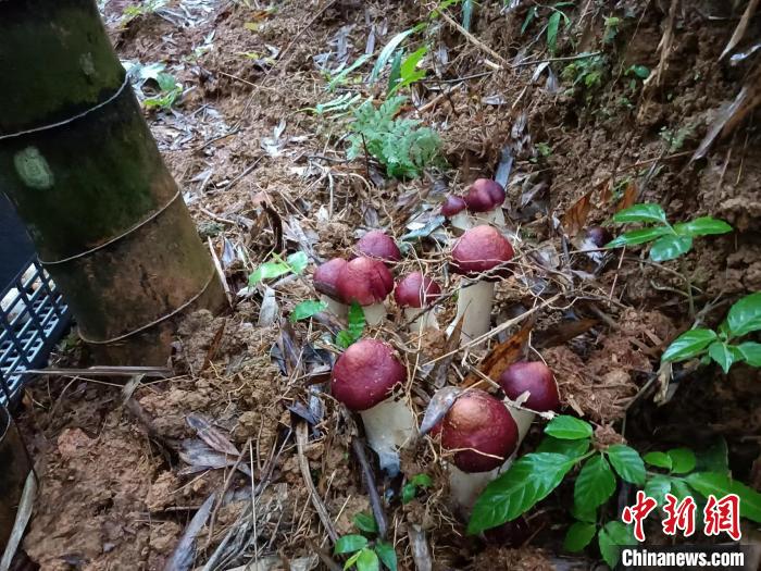 廣東：小竹子育成大產業(yè)產值劍指超千億元